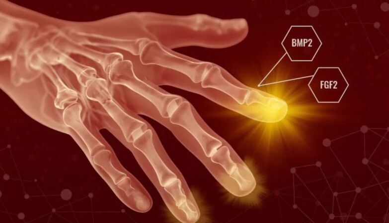 Humans may have hidden regenerative powers