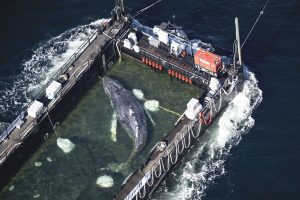 Stranded whale rescued in Germany found dead in Denmark