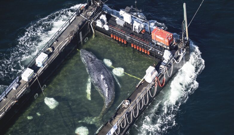 Stranded whale rescued in Germany found dead in Denmark