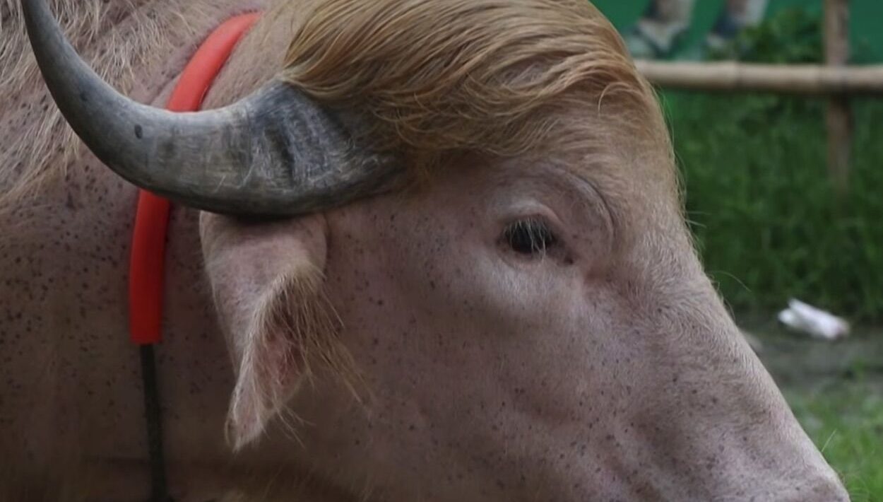 The “Donald Trump” buffalo is the sensation of the moment in Bangladesh