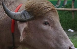 The “Donald Trump” buffalo is the sensation of the moment in Bangladesh