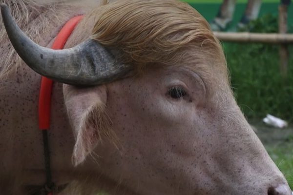 The “Donald Trump” buffalo is the sensation of the moment in Bangladesh