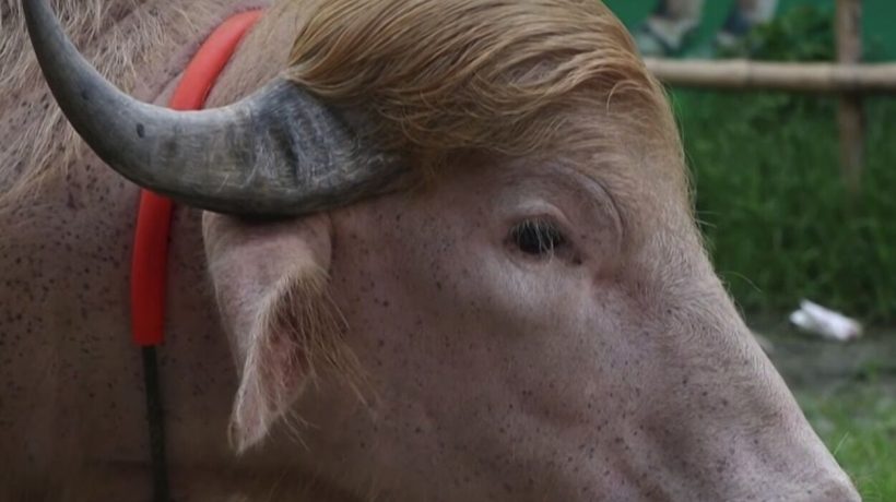 The “Donald Trump” buffalo is the sensation of the moment in Bangladesh