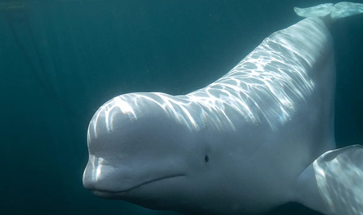 Scientists gave a mirror to the white whale. What happened next is revealing