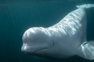 Scientists gave a mirror to the white whale. What happened next is revealing