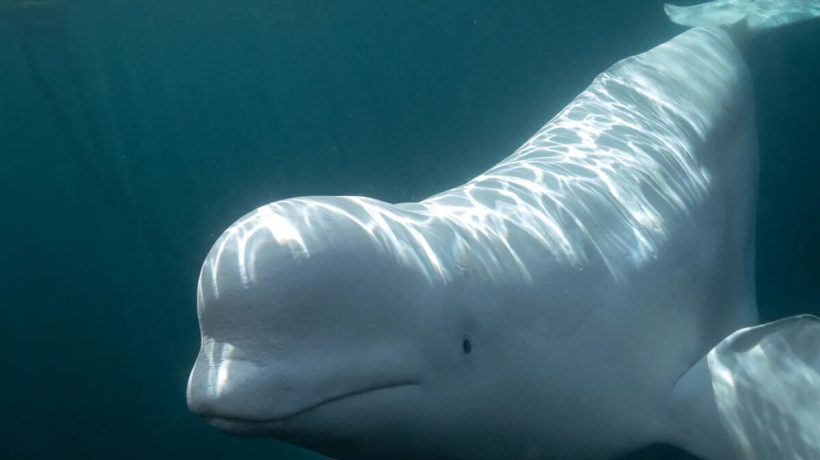 Scientists gave a mirror to the white whale. What happened next is revealing