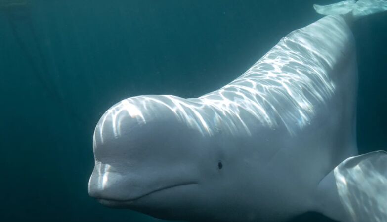 Scientists gave a mirror to the white whale. What happened next is revealing