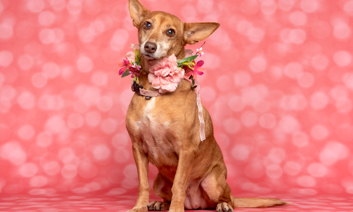 AlgarveShopping promotes day dedicated to pets