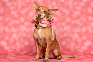 AlgarveShopping promotes day dedicated to pets
