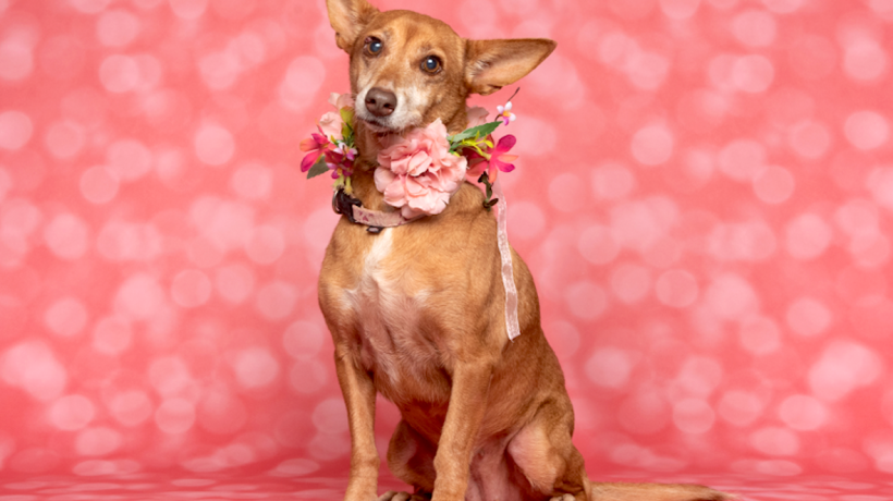 AlgarveShopping promotes day dedicated to pets