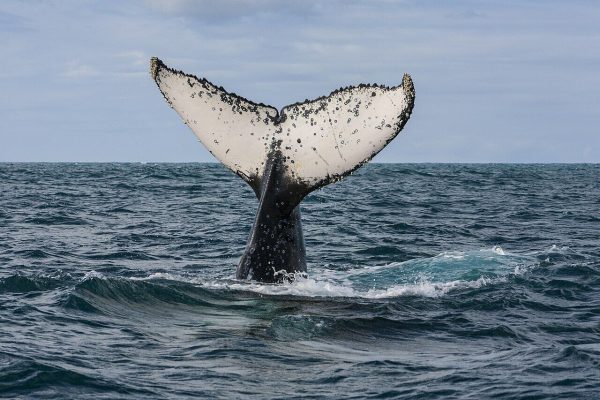 “It might as well not have helped”: the conflict in Germany over a humpback whale