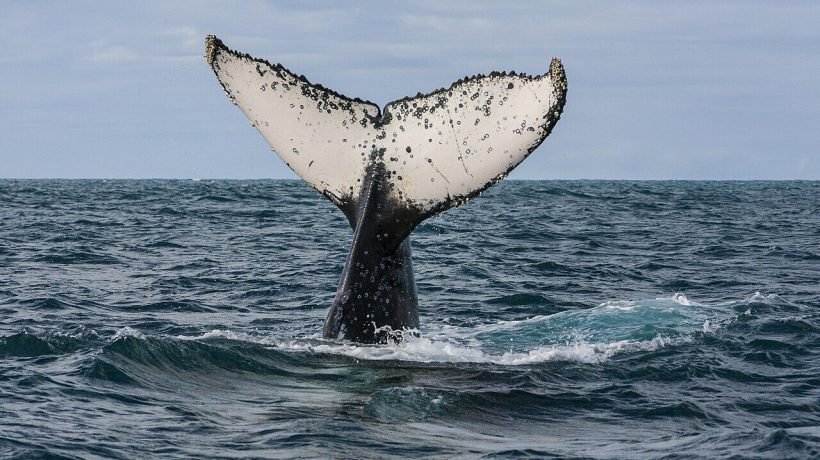 “It might as well not have helped”: the conflict in Germany over a humpback whale