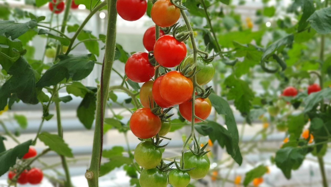 Did you plant tomatoes at home? This common watering error leaves the fruits tasteless