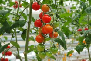 Did you plant tomatoes at home? This common watering error leaves the fruits tasteless