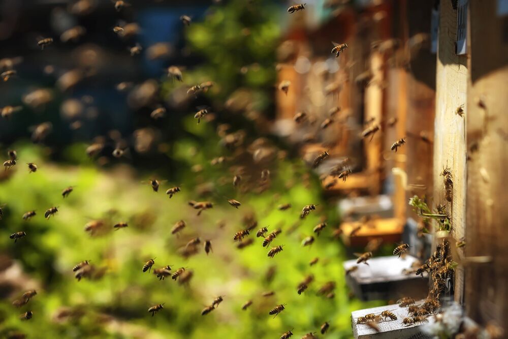 He released bees towards police officers – who were trying to evict an elderly man with cancer