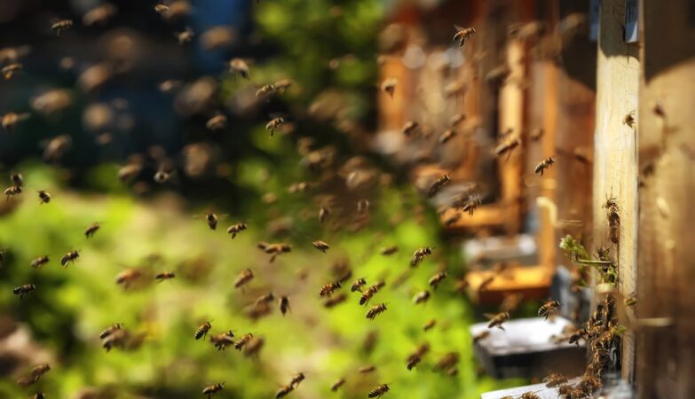 He released bees towards police officers – who were trying to evict an elderly man with cancer