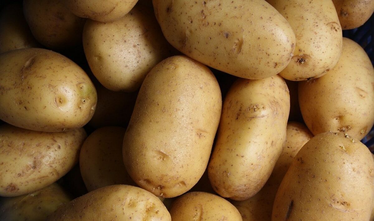 Potatoes may have given digestive superpowers in the past