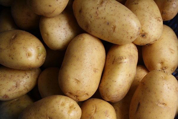 Potatoes may have given digestive superpowers in the past
