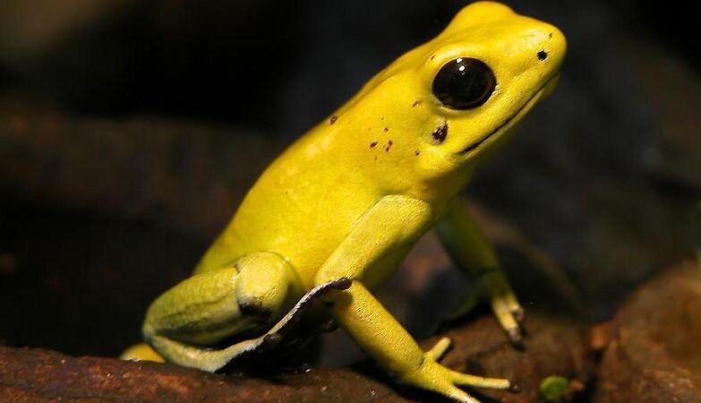 6 (very) poisonous frogs found in an airport bathroom