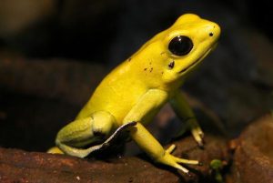 6 (very) poisonous frogs found in an airport bathroom