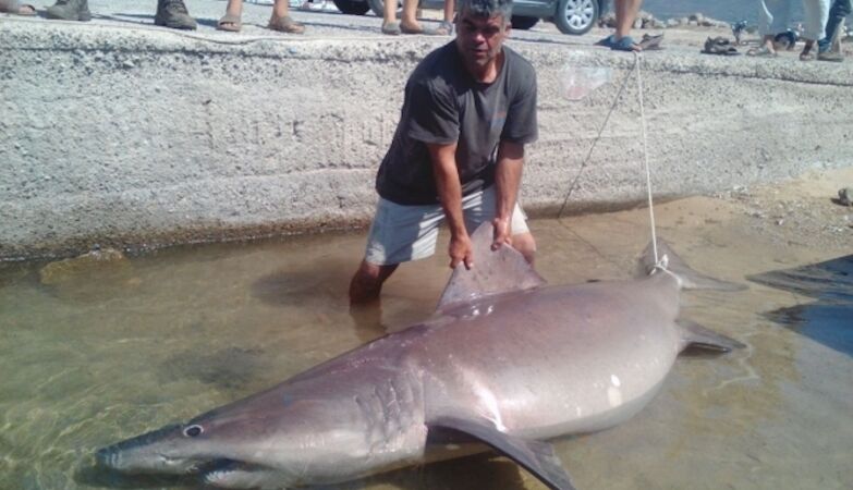 Shark beaten to death in Rabo de Peixe was a rare species and “not an enemy”