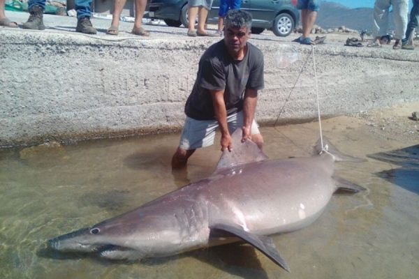 Shark beaten to death in Rabo de Peixe was a rare species and “not an enemy”