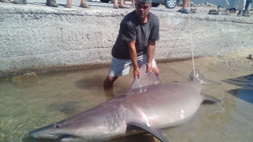 Shark beaten to death in Rabo de Peixe was a rare species and “not an enemy”