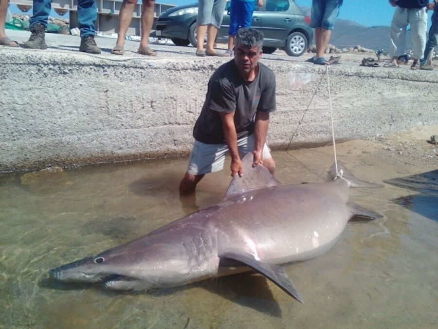 Shark beaten to death in Rabo de Peixe was a rare species and “not an enemy”