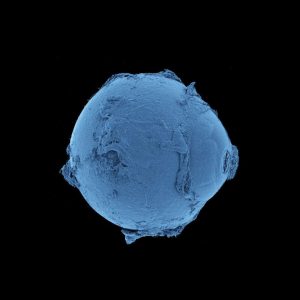 Created map of the human body that reveals structures never seen before
