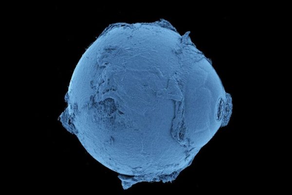 Created map of the human body that reveals structures never seen before