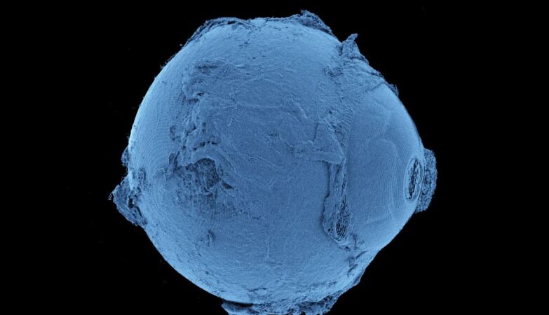 Created map of the human body that reveals structures never seen before
