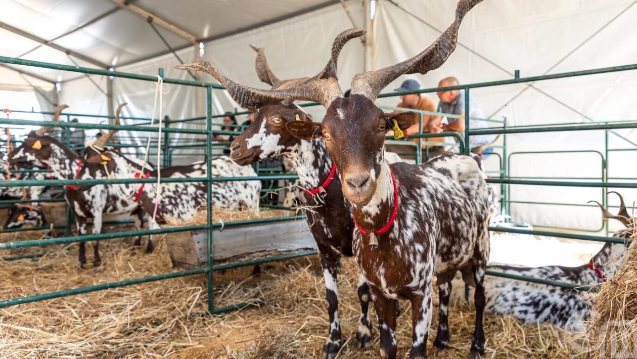 Algarve goat returns to be queen of the party in Azinhal