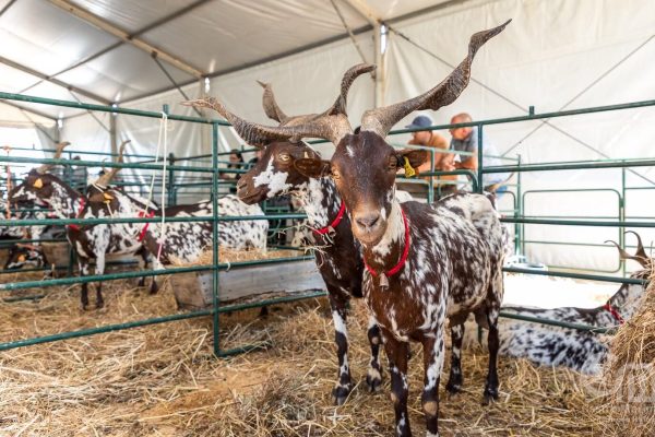 Algarve goat returns to be queen of the party in Azinhal
