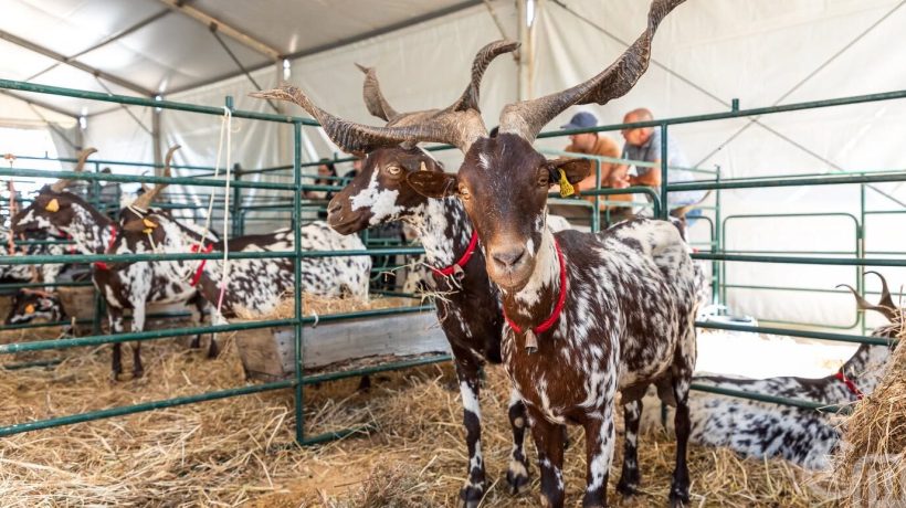 Algarve goat returns to be queen of the party in Azinhal