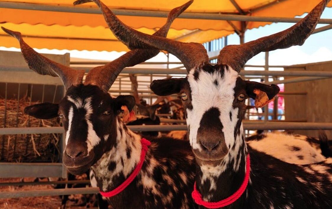 Feira da Cabra returns to Azinhal with tradition, music and Algarve flavors