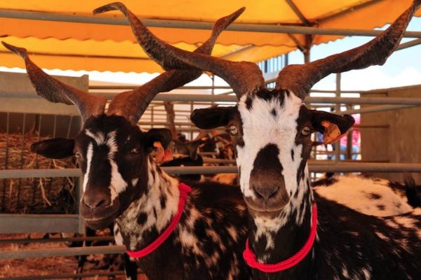 Feira da Cabra returns to Azinhal with tradition, music and Algarve flavors