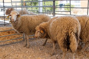 Lamb and Pastorícia Fair once again celebrates traditions and flavors in Alcoutim