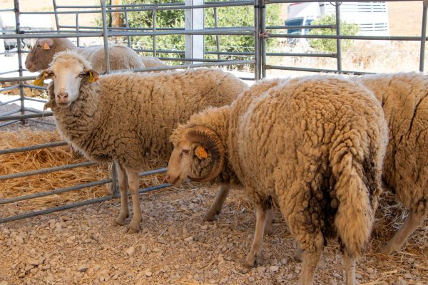Lamb and Pastorícia Fair once again celebrates traditions and flavors in Alcoutim