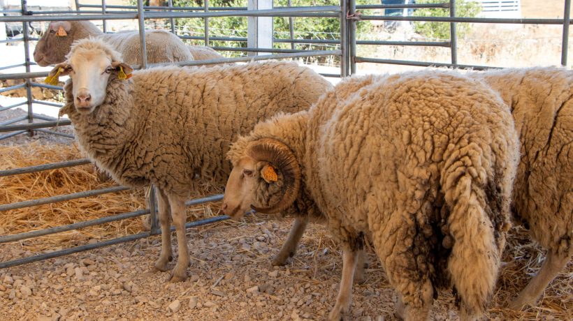 Lamb and Pastorícia Fair once again celebrates traditions and flavors in Alcoutim
