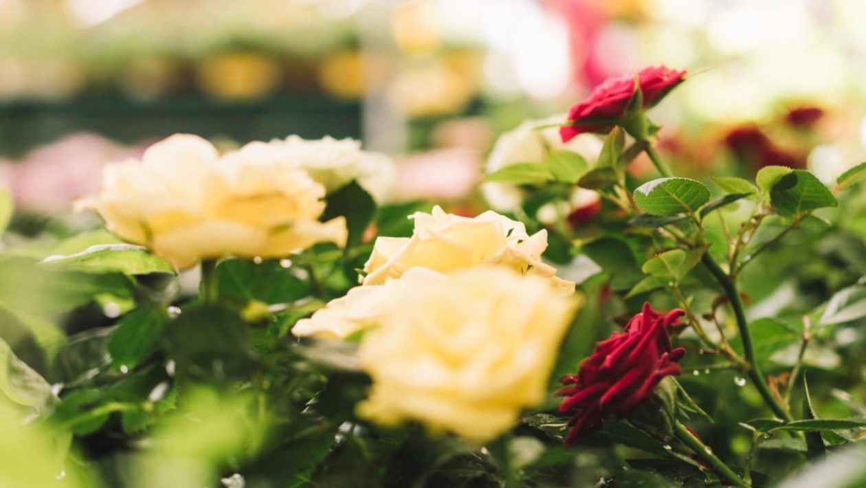 Beautiful garden Use a free trick from the kitchen to water your roses. The bushes will be covered with buds