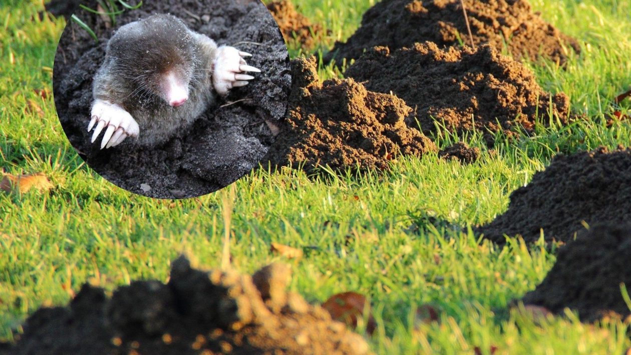 Pests in the garden Throw 1 leaf into the mound. The mole will immediately move out of your garden and into your neighbor's. Home remedy for mole