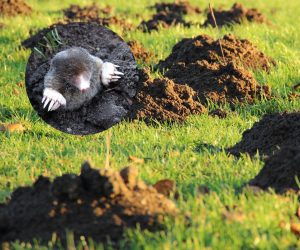 Pests in the garden Throw 1 leaf into the mound. The mole will immediately move out of your garden and into your neighbor's. Home remedy for mole