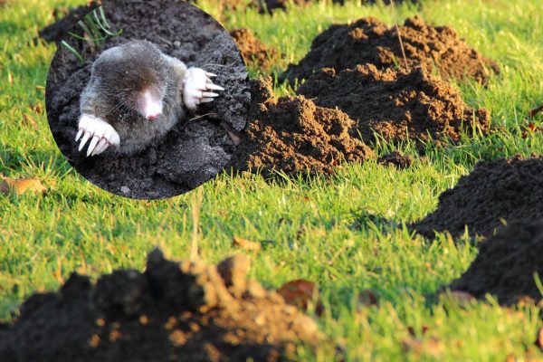 Pests in the garden Throw 1 leaf into the mound. The mole will immediately move out of your garden and into your neighbor's. Home remedy for mole