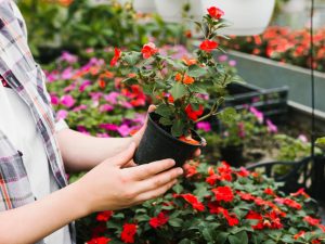 Ways to get rid of insects. Plants that repel flies. Plant them on the balcony and enjoy your summer rest