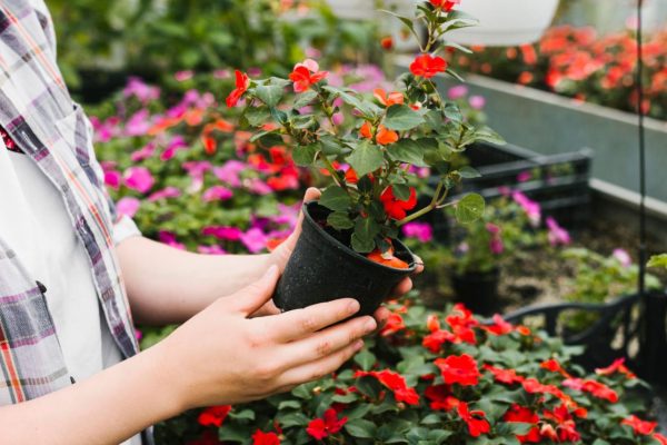 Ways to get rid of insects. Plants that repel flies. Plant them on the balcony and enjoy your summer rest