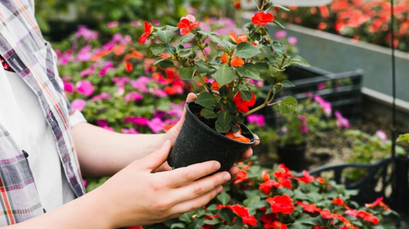 Ways to get rid of insects. Plants that repel flies. Plant them on the balcony and enjoy your summer rest