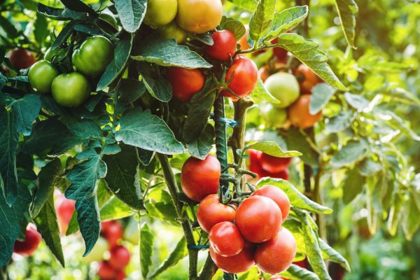 Fertilizing vegetables Put in milk and water the tomato bushes. The stems will become thick and the fruit will become fleshy like a bodybuilder's body. Fertilizer for tomatoes