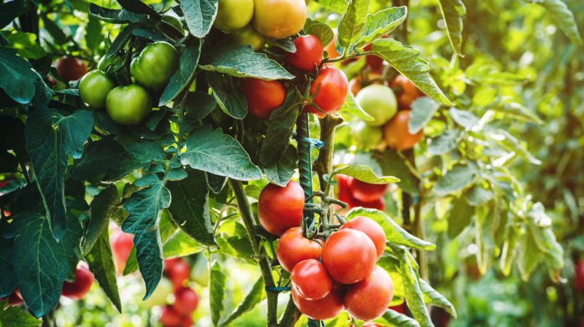 Fertilizing vegetables Put in milk and water the tomato bushes. The stems will become thick and the fruit will become fleshy like a bodybuilder's body. Fertilizer for tomatoes