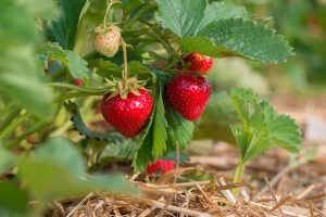 Growing fruit Instead of adding it to the cake, give it to the strawberry bushes in May. Their fruits will be sweet like never before. Homemade strawberry fertilizer