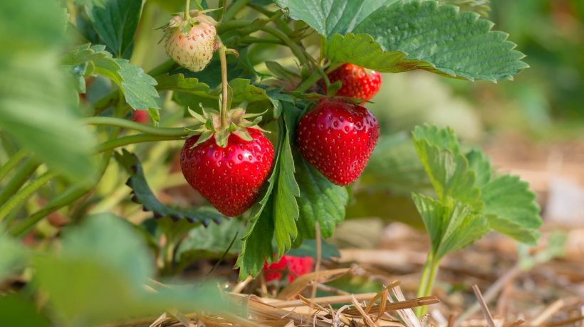 Growing fruit Instead of adding it to the cake, give it to the strawberry bushes in May. Their fruits will be sweet like never before. Homemade strawberry fertilizer